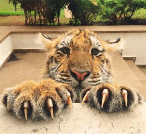 Tiger claws are 🔥 : NatureIsFuckingLit