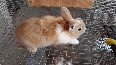 Top Rabbit Farming in Guna - रैबिट फार्मिंग, गुना - Best Rabbit Farm ...