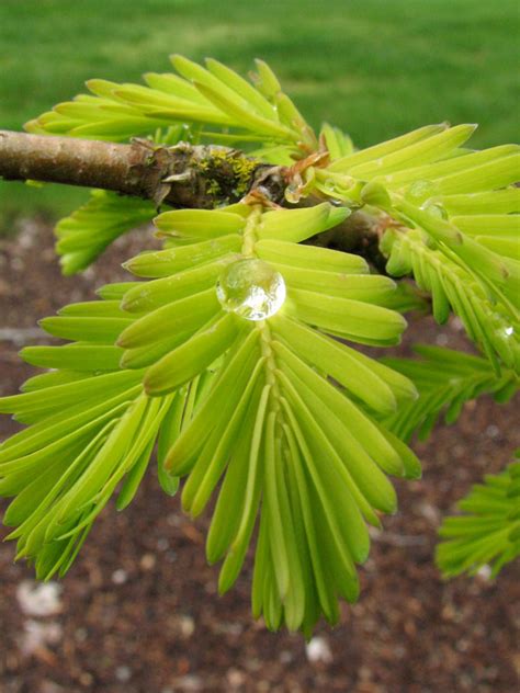 Gold Rush Dawn Redwood - J. Frank Schmidt & Son Co.