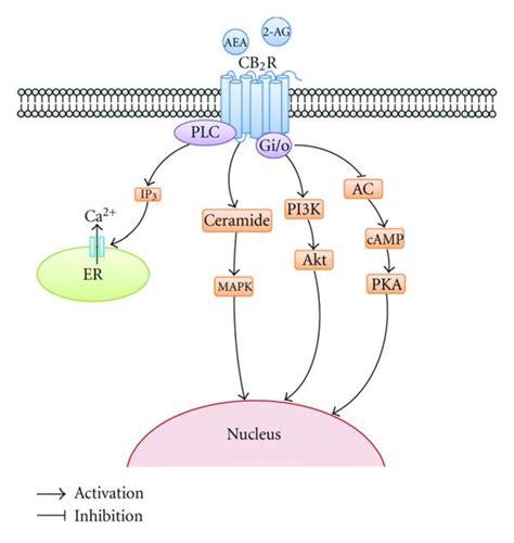 Plc Signaling Pathway