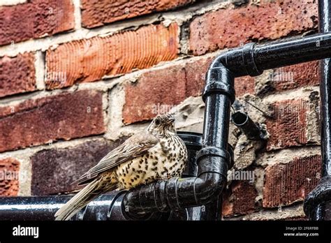 Mistle Thrush mother at her nest Stock Photo - Alamy