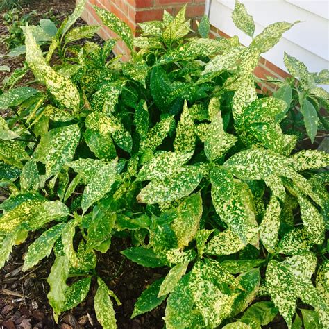 Aucuba japonica Variegata, Variegated Japanese Laurel in GardenTags plant encyclopedia