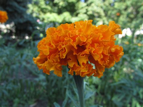 Orange marigolds. My very first photo : r/pics