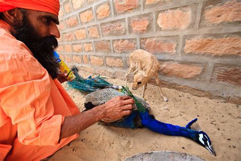 19 Best images about Bishnoi on Pinterest | Trees, Traditional and The ...