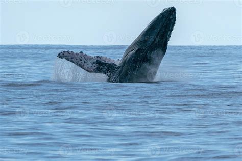 humpback whale breaching 17408479 Stock Photo at Vecteezy