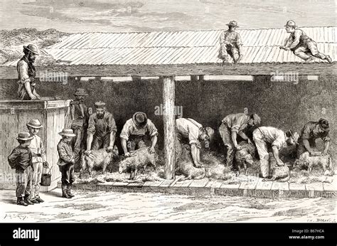 Sheep Shearing in Australia circa 1880 Stock Photo - Alamy