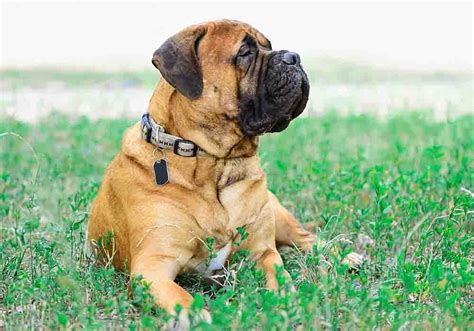 What Kind Of Dog Is A Bullmastiff