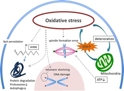 Frontiers | Impact of Oxidative Stress on Age-Associated Decline in Oocyte Developmental Competence