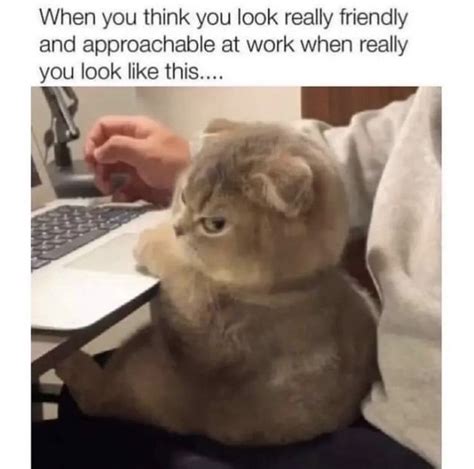 Work face | Work memes, Work humor, Funny cats