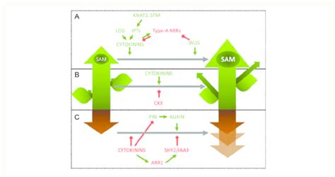 Schematic representation of the effects of cytokinins on plant... | Download Scientific Diagram