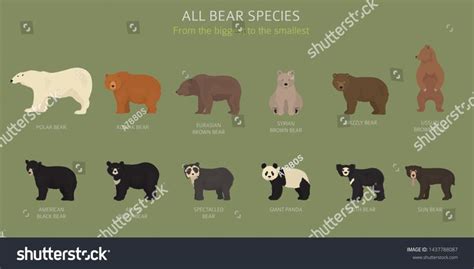 All world bear species in one set. Bears collection. Vector ...