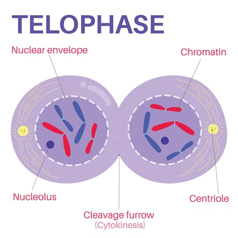 Telophase is the final phase of mitosis. 15274240 Vector Art at Vecteezy