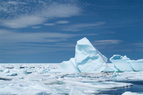 Icebergs and pack ice in Twillingate, Newfoundland - Alan Majchrowicz Photography