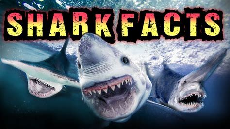 Mako Shark Facts For Kids | Kids Matttroy