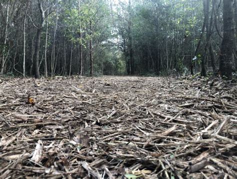 Forestry mulching Near Me, Lexington SC - Site Preparation