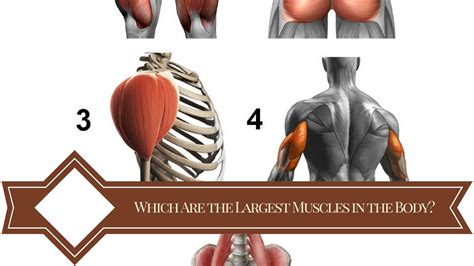 Total Muscles In The Human Body? ~ Human Male Body and Muscular System - Anatomy 3D Model From ...