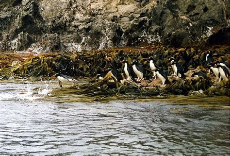 Picture 3 of 3 - Crested Penguin (Eudyptes Robustus) Pictures & Images ...