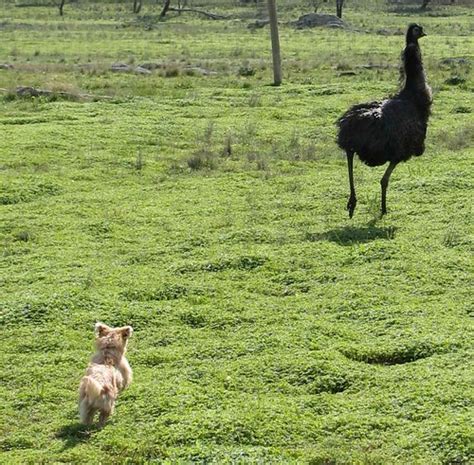 20070617_4C Dog chasing emu | Emus are big birds with very l… | Flickr