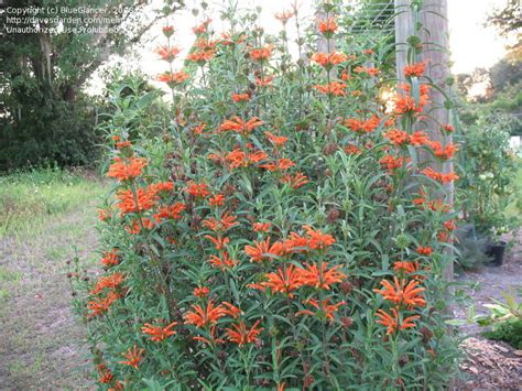 Lions Tail Plant