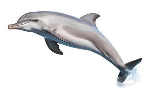 Premium AI Image | Cute dolphin jumping isolated on white background