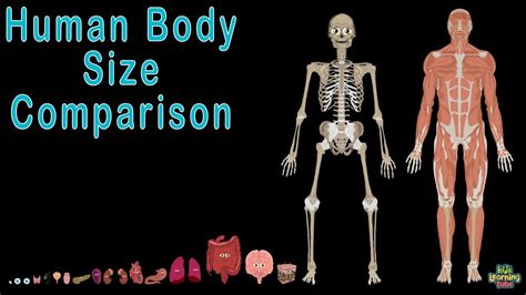 Human Body And Human Body Size Comparison | Human Anatomy Size ...