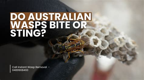 Do Australian Wasps Bite or Sting?