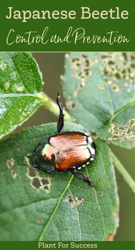 Japanese beetles control and prevention – Artofit