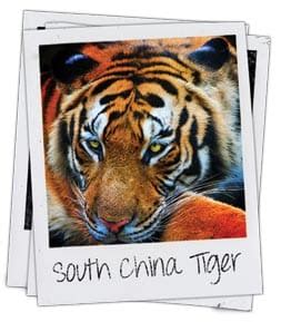 South China Tiger Information | Project Endangered Tigers