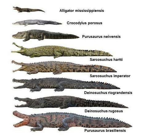 Crocodile species. | Prehistoric animals, Crocodile species, Prehistoric creatures