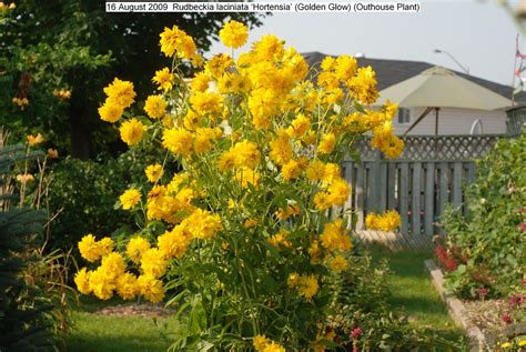 Rudbeckia laciniata ‘Hortensia’