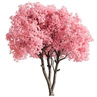 sakura tree - Tree - 3D model