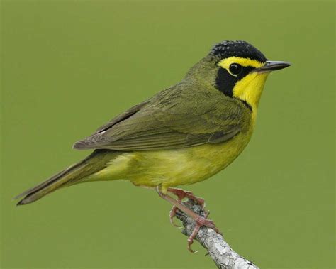 During spring and summer, the fast, rolling song of the Kentucky Warbler comes from the ...