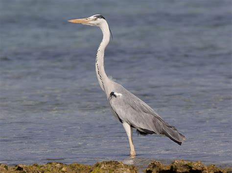 Grey Heron - eBird