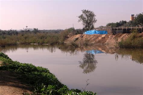 Once a vibrant natural reserve, Gaza's coastal wetland is now a health ...