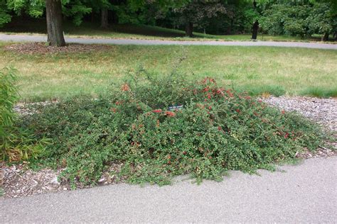 Cotoneaster apiculatus (Cotoneaster, Cranberry Cotoneaster) | North ...