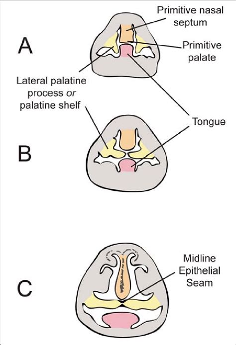 Transverse sections through the oronasal cavity of an embryo at 4 ...