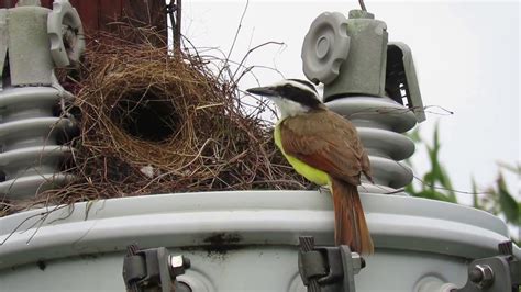 Great Kiskadee (Pitangus sulphuratus) Preening and Sitting in Nest ...