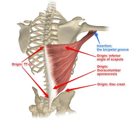 The Latissimus Dorsi Muscle, Its Attachments and Actions