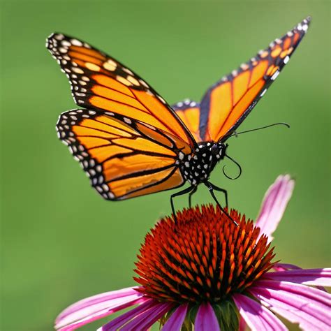 Southern United States Ecosystem - Monarch Butterfly