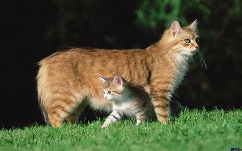 Cat Family Wallpapers - Wallpaper Cave