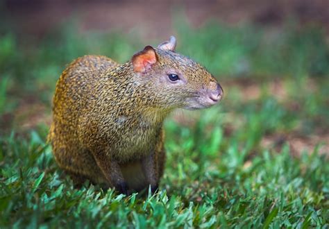 Premium Photo | Agouti is a genus of mammals of the rodent order