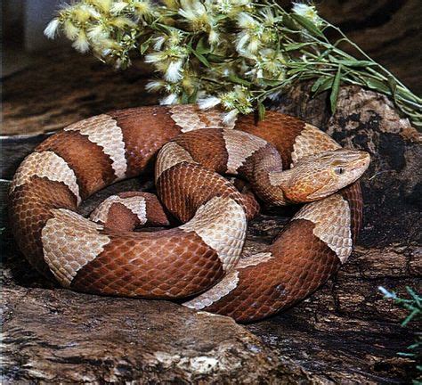 7 Venomous oklahoma snakes ideas | snake venom, snake, oklahoma