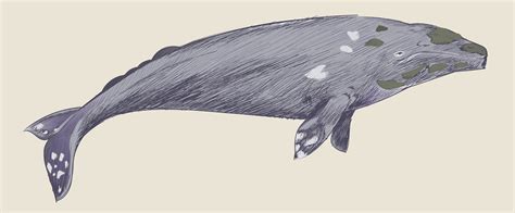 Illustration drawing style of gray whale - Download Free Vectors ...