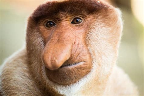 Portrait of Fabulous Long-nosed Monkey Stock Photo - Image of meditative, thoughtful: 82554590