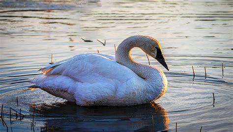 Trumpeter swans increasing in numbers as migrating winter visitors to ...