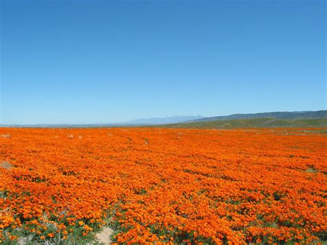 Antelope Valley California Poppy Reserve - Wikimedia Commons