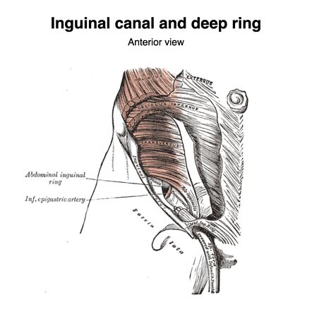 Superficial Inguinal Ring