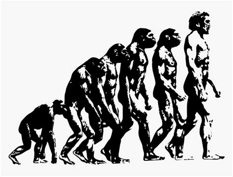 Evolution Ape To Man - Theory Of Evolution Illustrated, HD Png Download ...