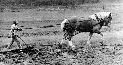 Plowing with the Single Horse - Livestock - Small Farmer's JournalSmall ...