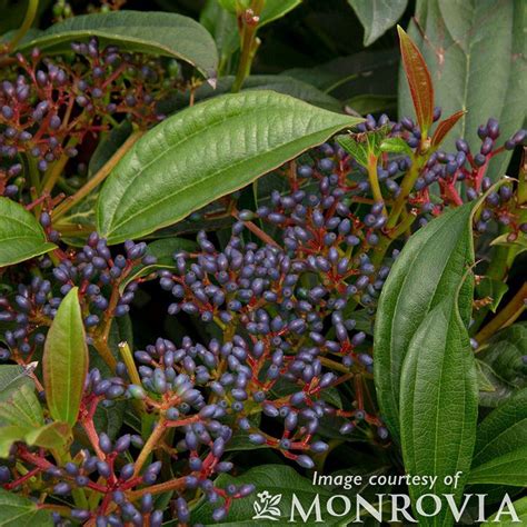 Viburnum davidii 5gal David Viburnum – Cornell Farm